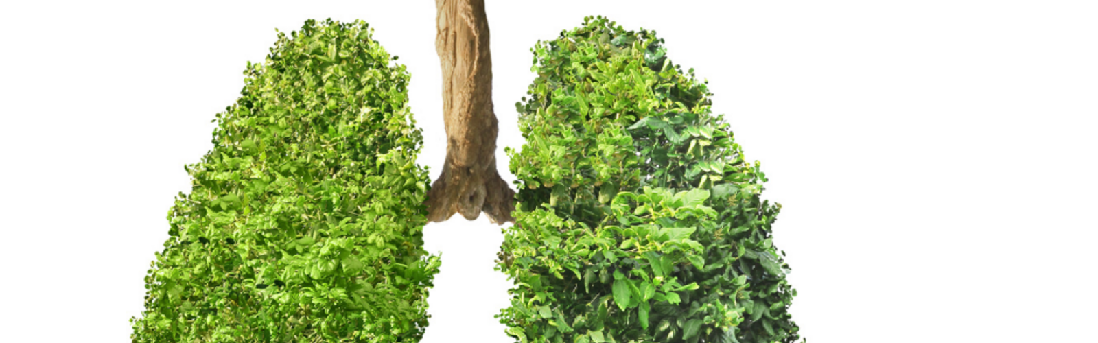 Top Tips to Enhance Your Lung Function